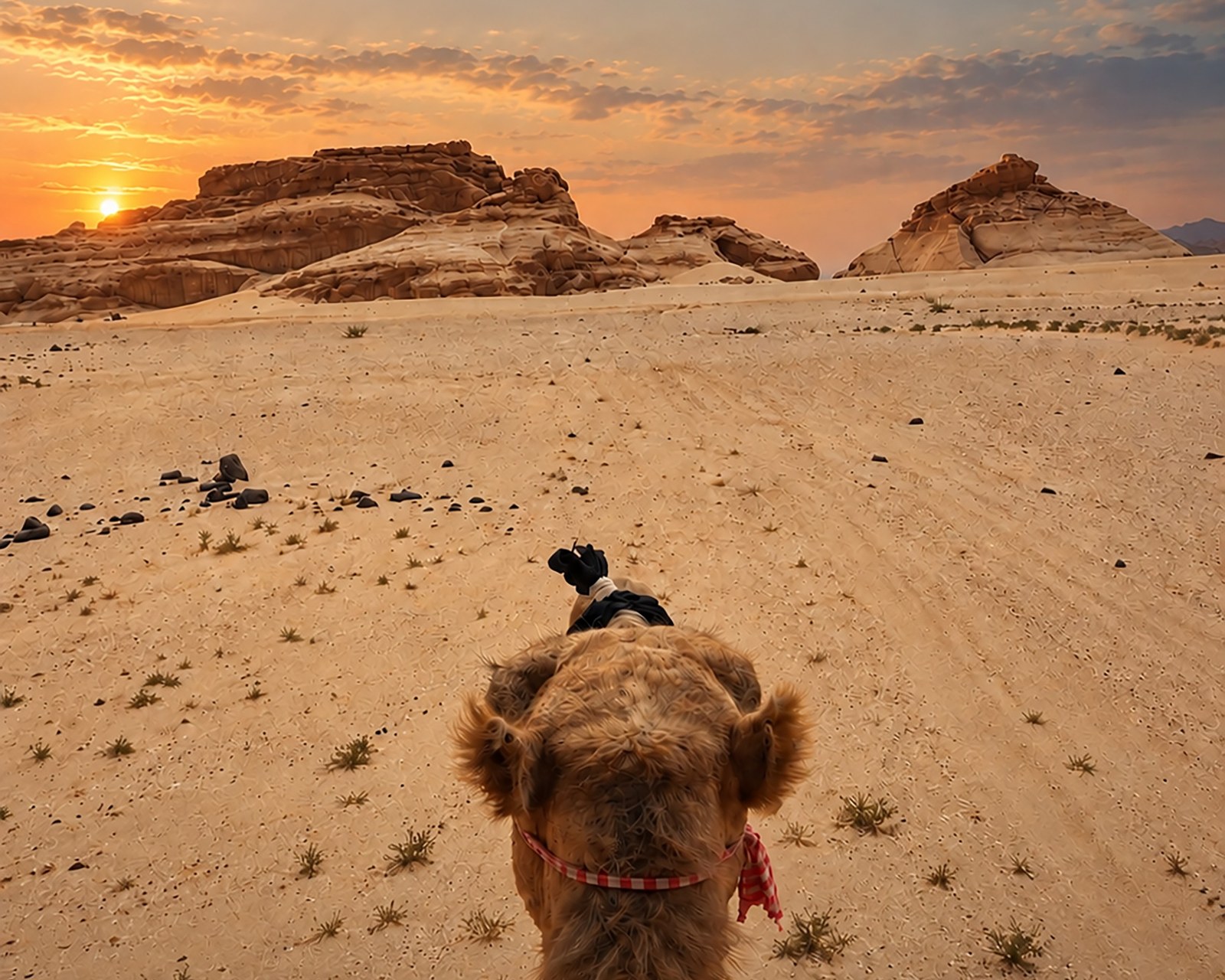 Blick über den Kopf eines Kamels auf Felsen und Sonnenuntergang im Südsinai